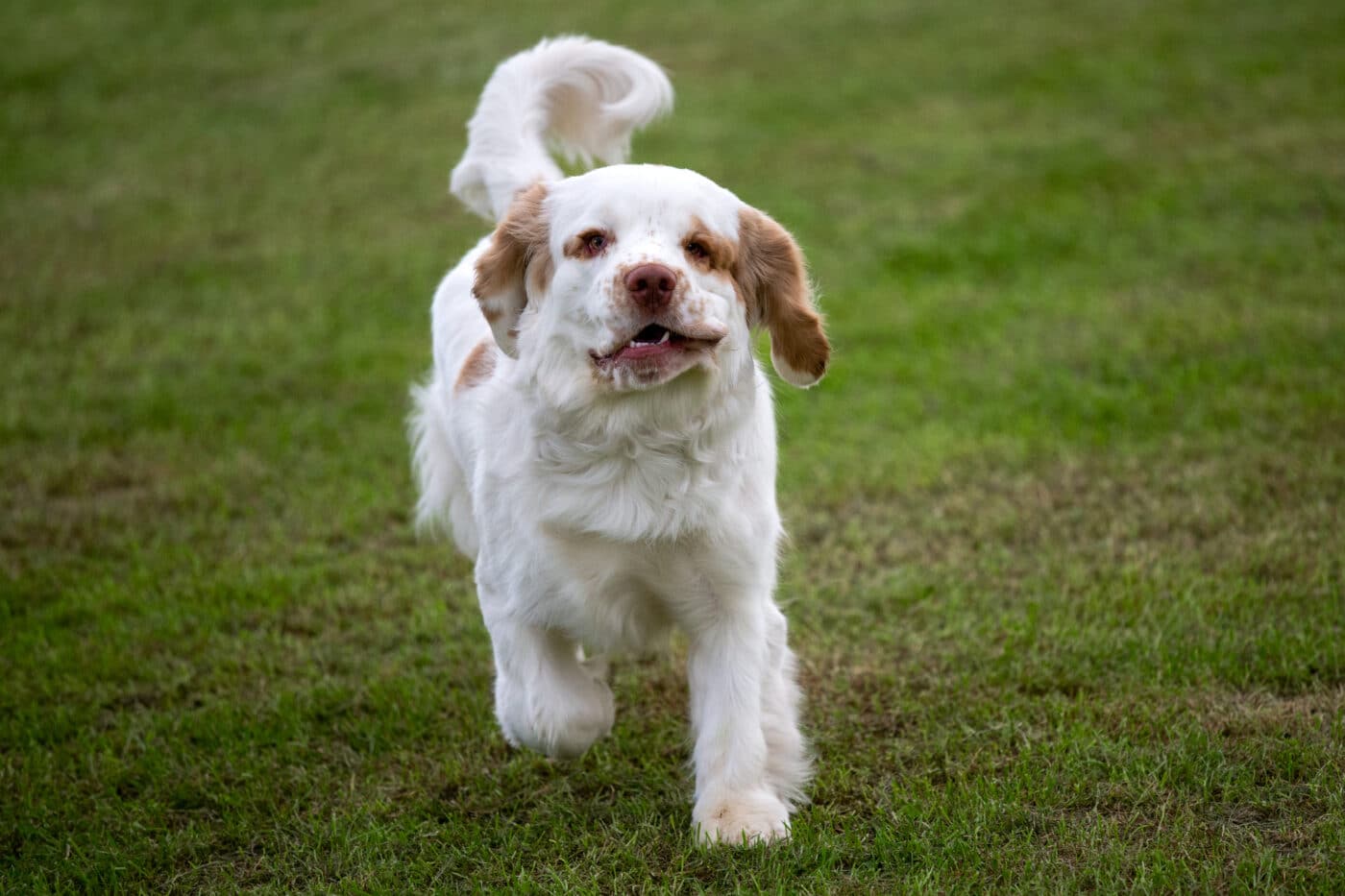 Clumber Spaniel run 1400x933 1