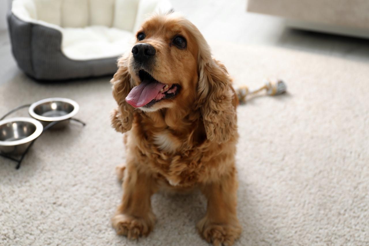 best pill pocket for cocker spaniels