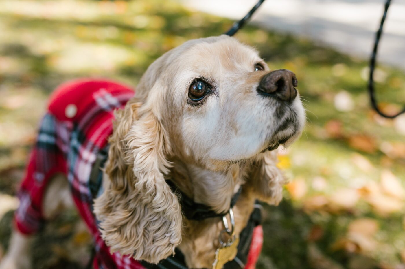 the best smart dog feeder for your Cocker Spaniel