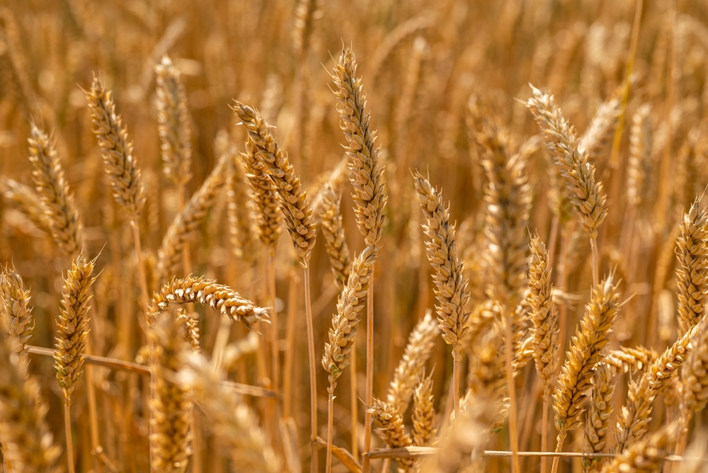 Common wheat