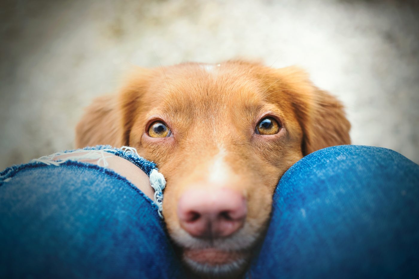 Cute dog begging