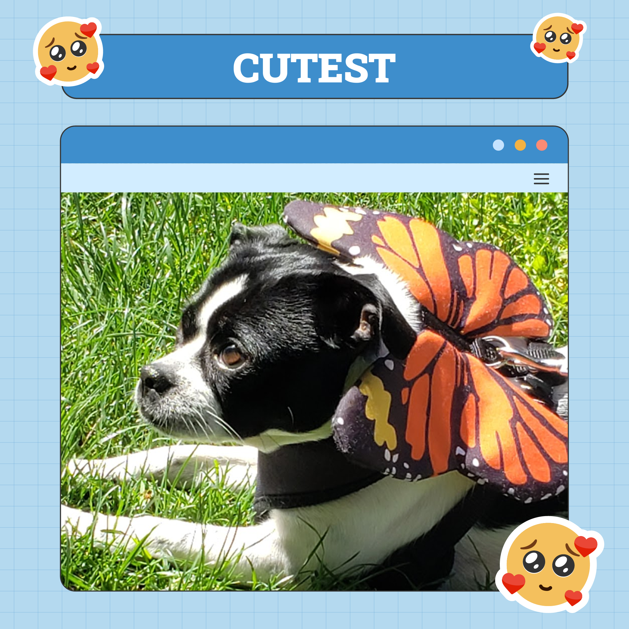 Cutest Dog Of The Week Nov 14 2024