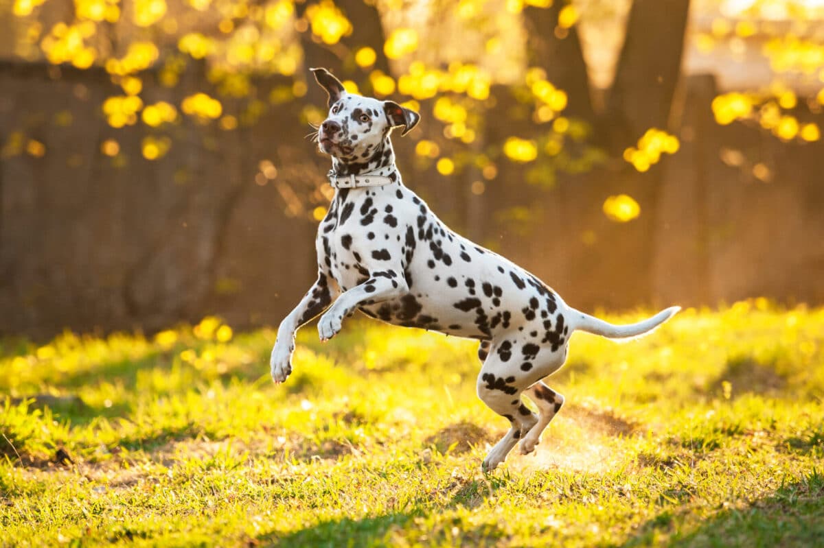 Dalmatian,Dog,Playing,At,Sunset