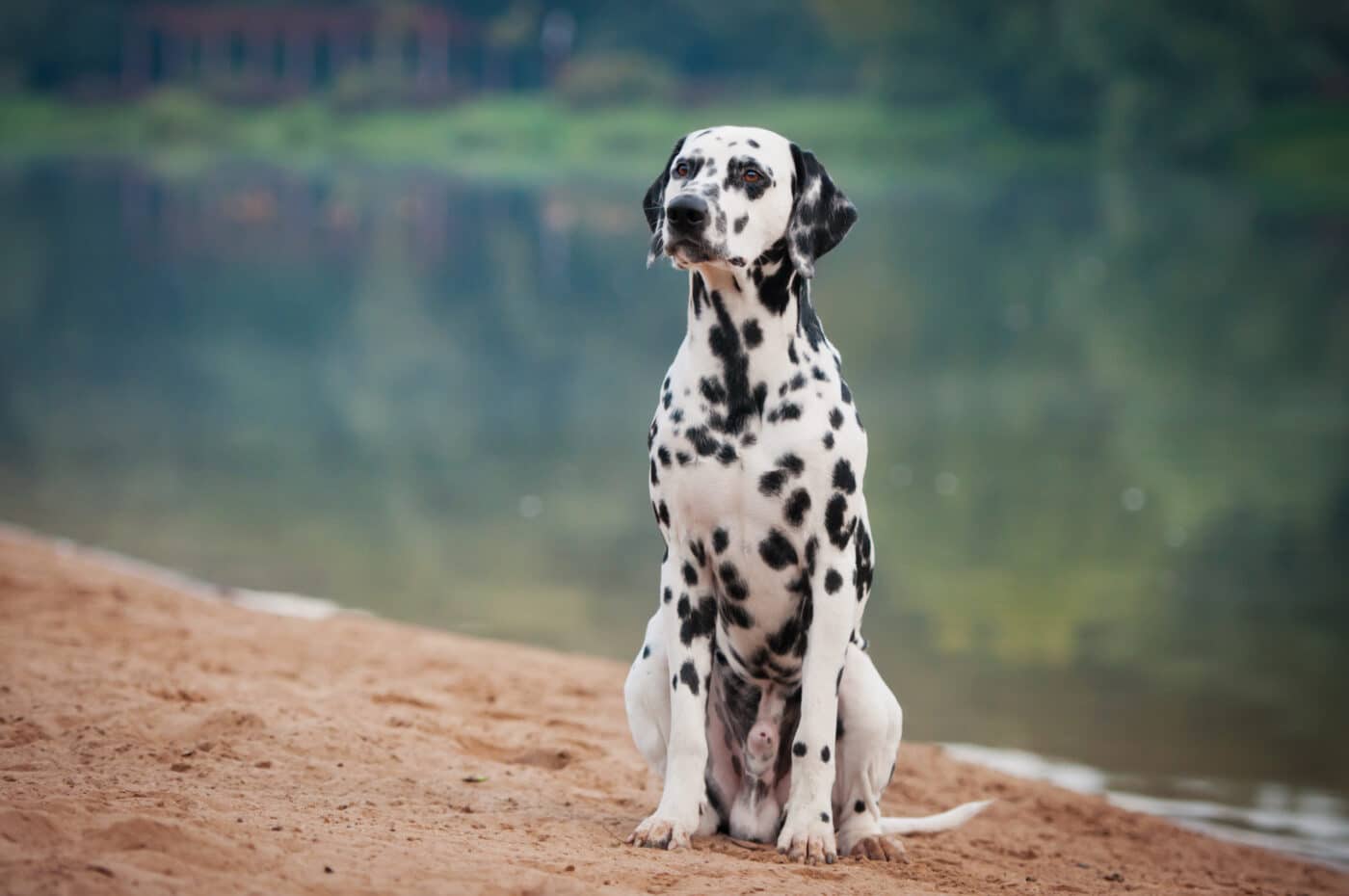 Dalmatian pond 1400x930 1