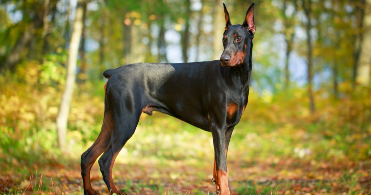 Doberman feature3