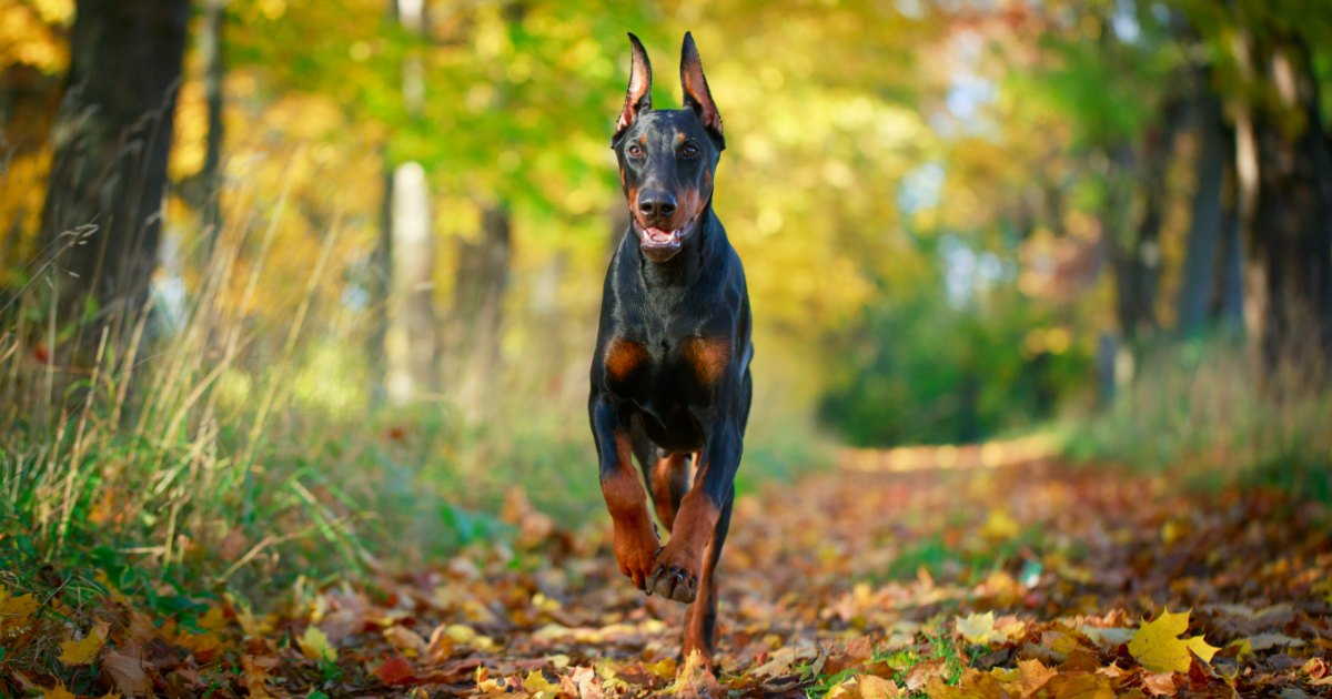 Doberman feature9