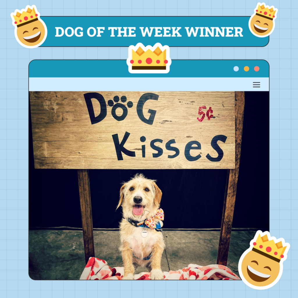 Dog This Weeks Winner Nov 28