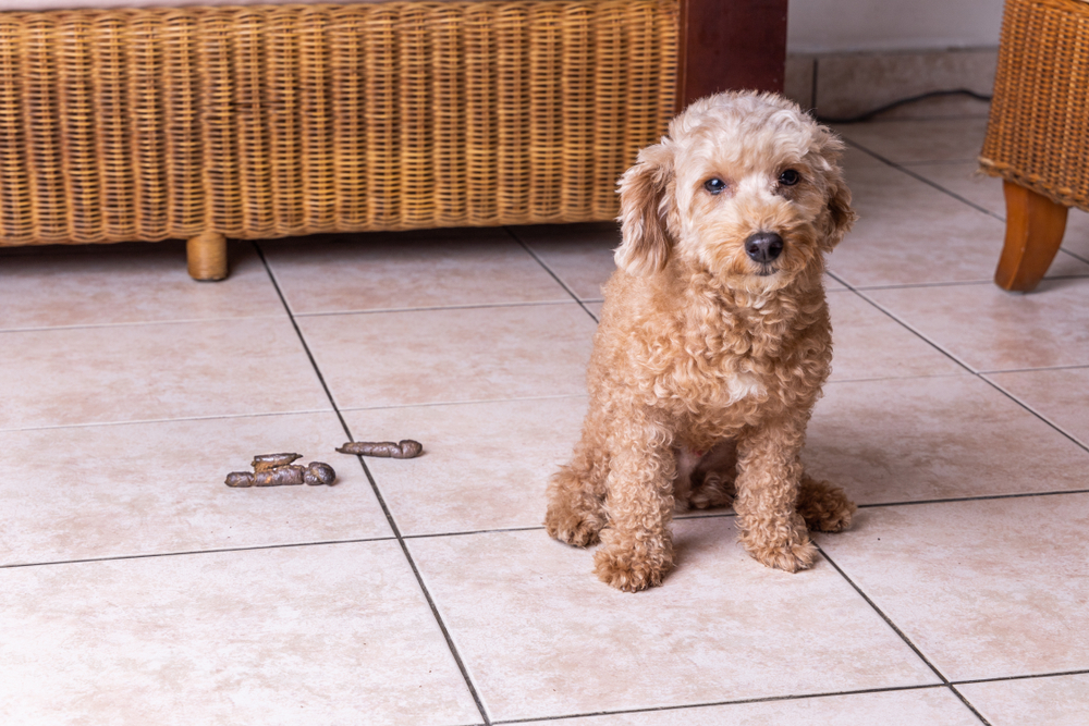 Dog poop floor