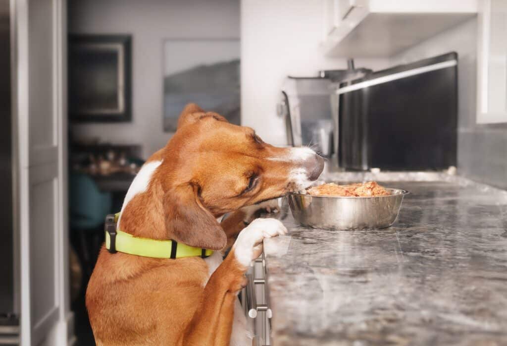 Dog stealing food from kitchen counter 1024x698 1