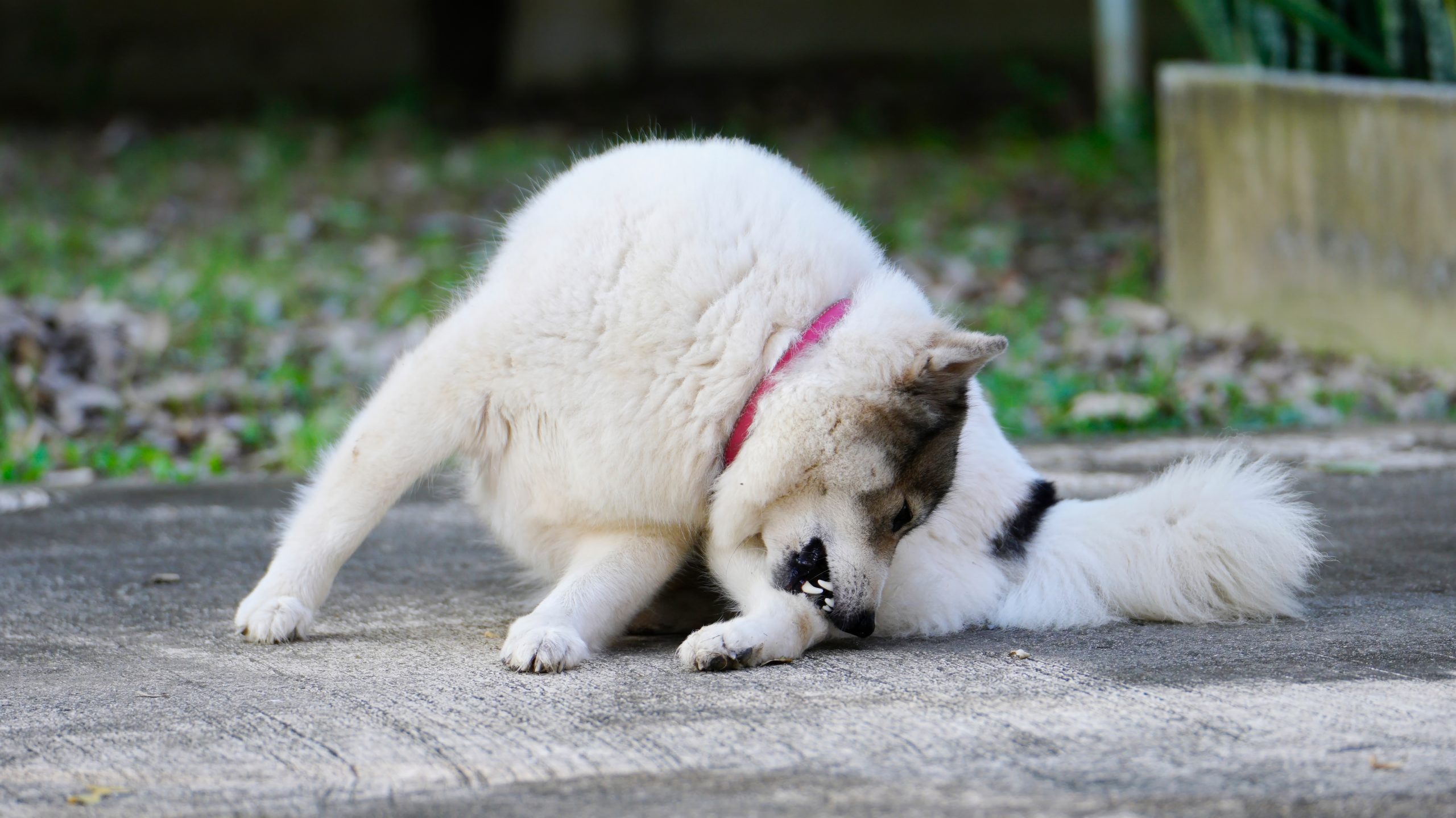 Dog chewing on foot scaled 1