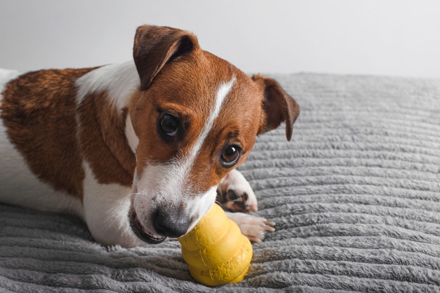 Dog chewing on interactive toy 1400x935 1