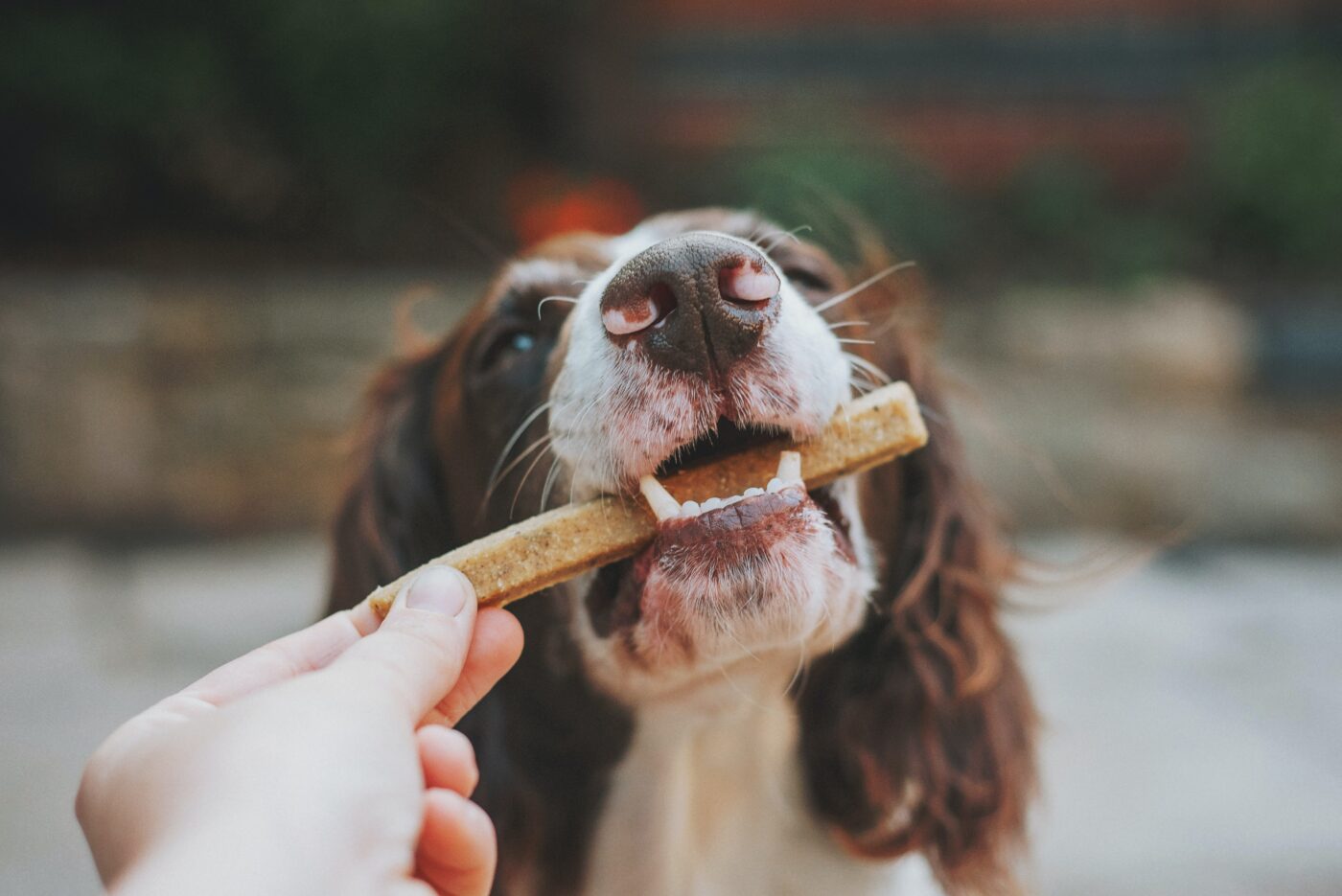 Dog chewing on treat