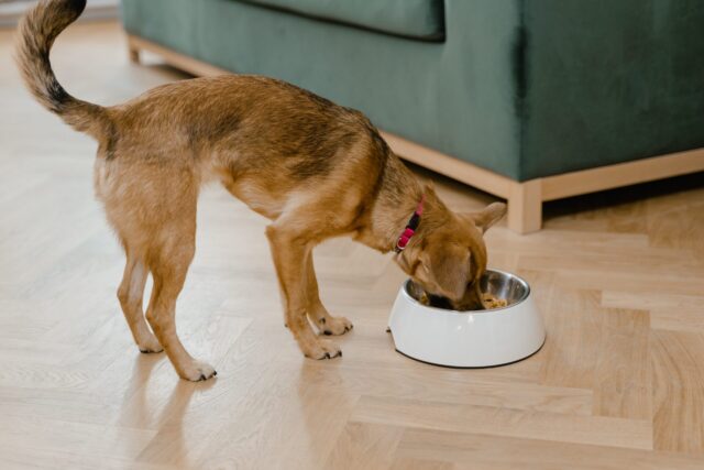 Dog eating out of bowl