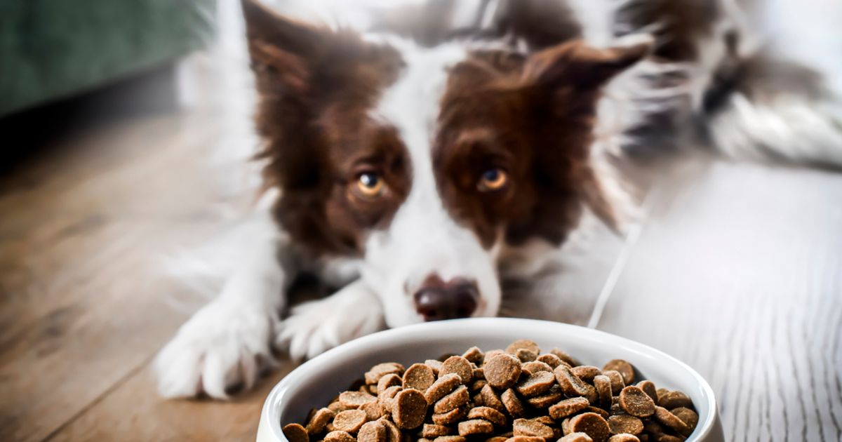 Best dog food without chicken