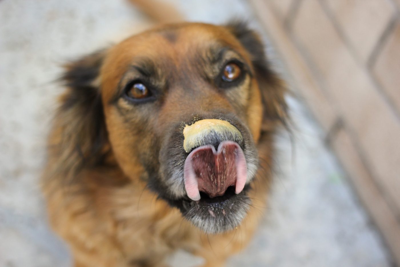 Dog licking peanut butter off nose 1400x934 1