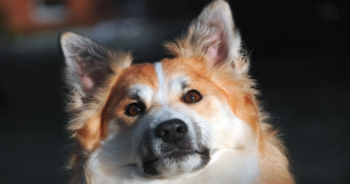 Dog looking worried Featured 350x184 1