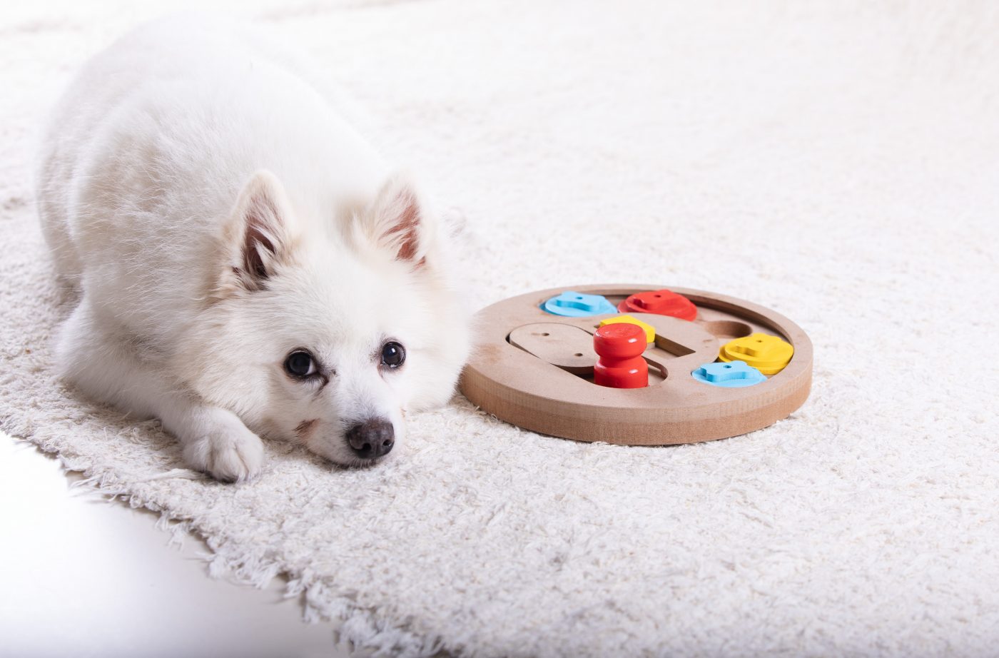 Dog lying next to puzzle toy 1400x922 1