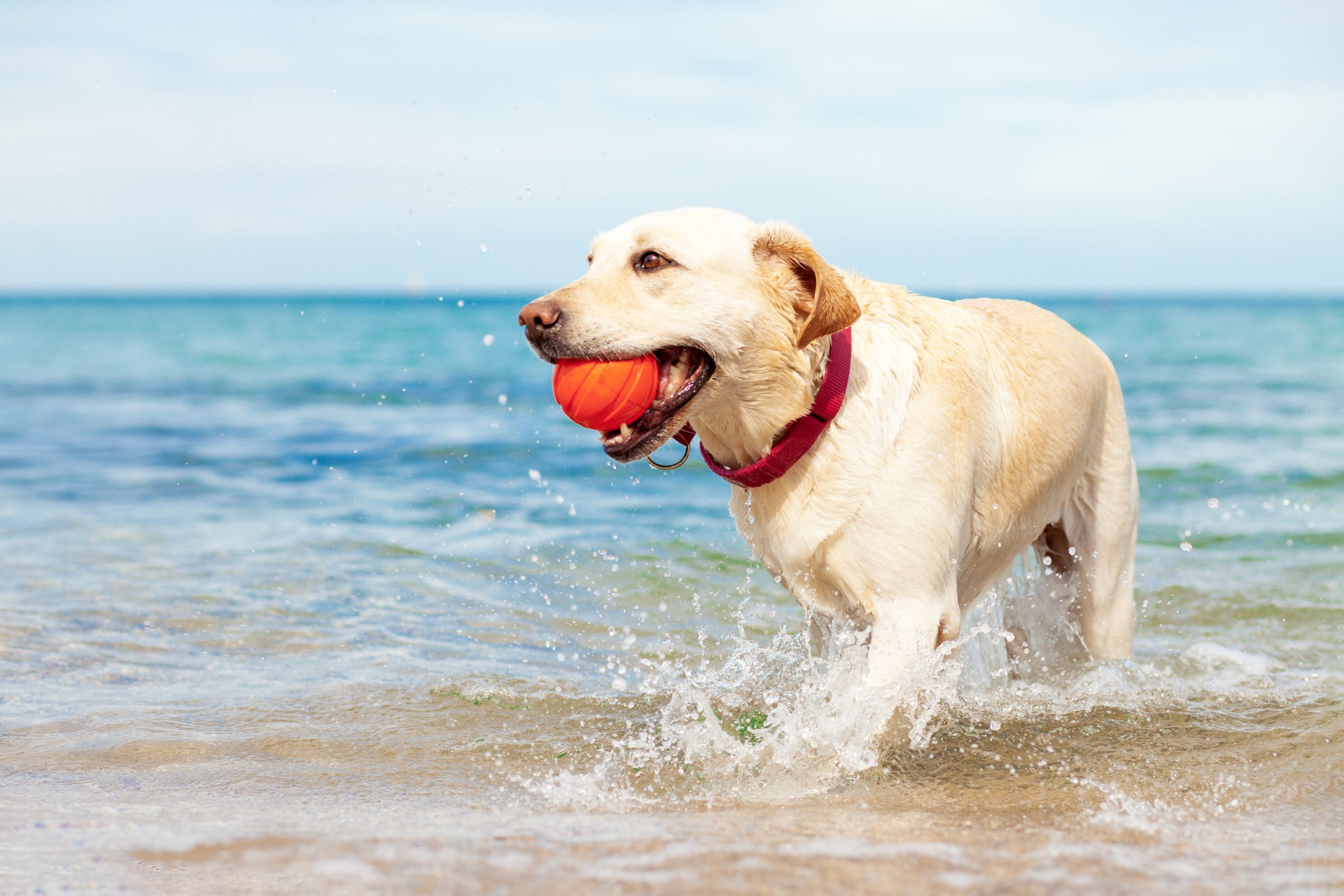 Dog playing with ball on the beach scaled 1