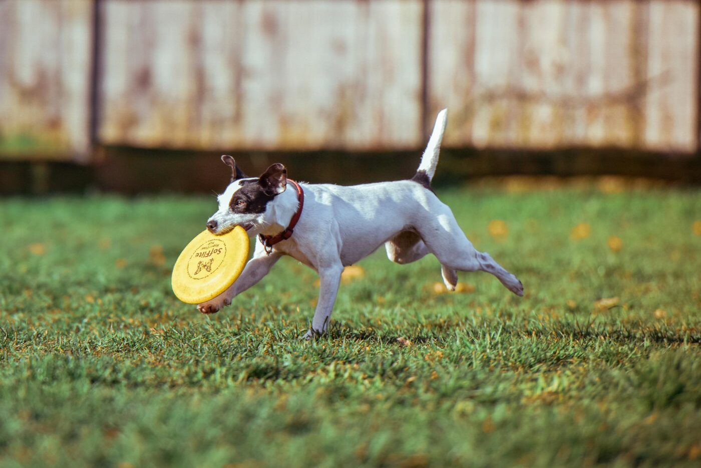 Dog playing with frisbee