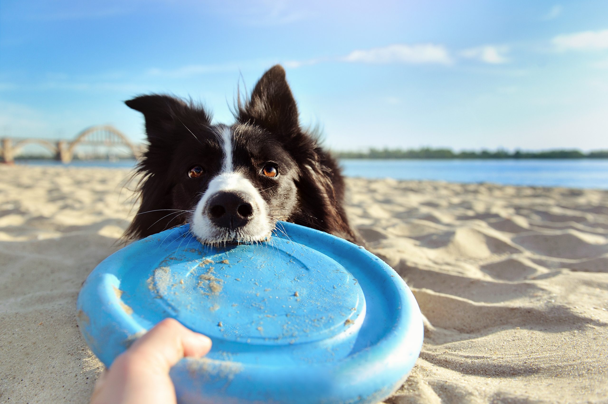 Dog playing with frisbee at the beach scaled 1