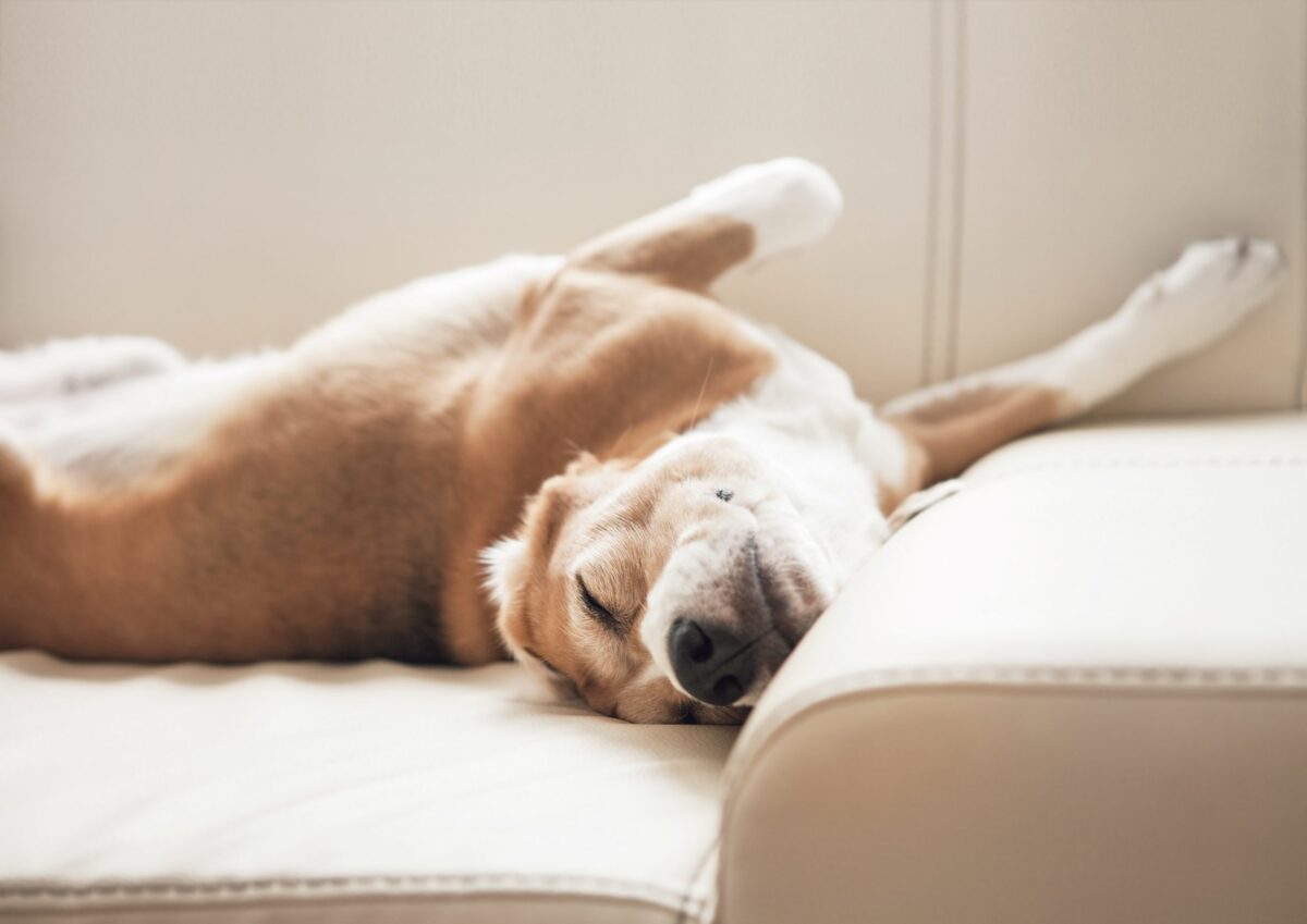 Dog relaxing on sofa