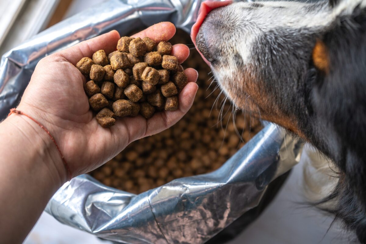 Dog sniffing handful of kibble scaled e1730772029343