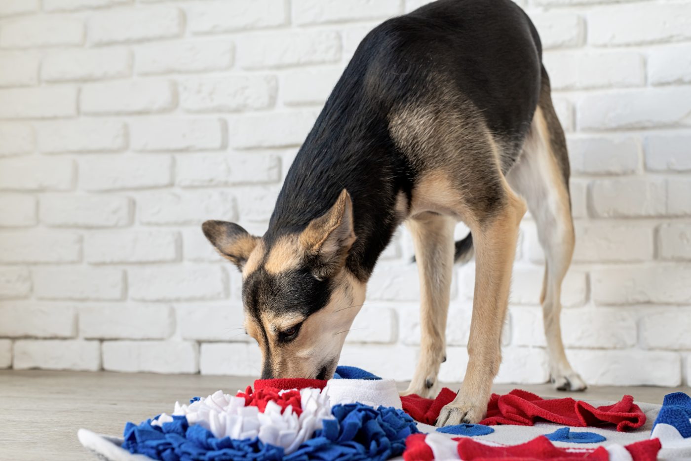 Dog sniffing mental stimulation toy