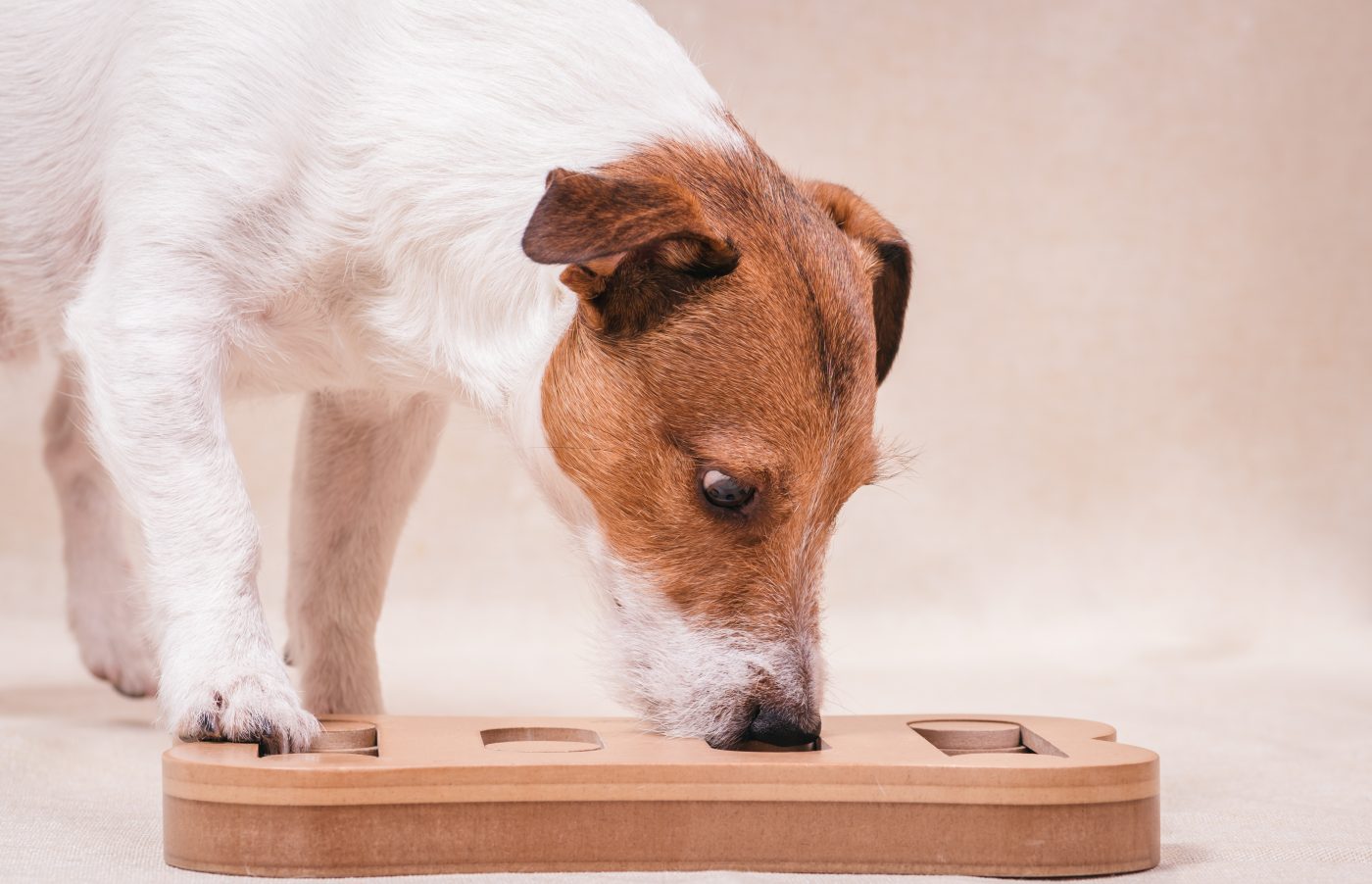 Dog solving puzzle toy 1400x902 1