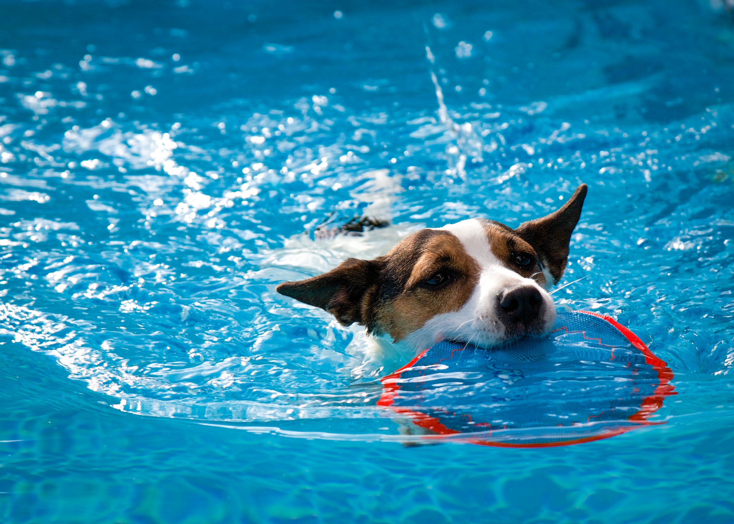 Dog swimming with frisbee scaled 1