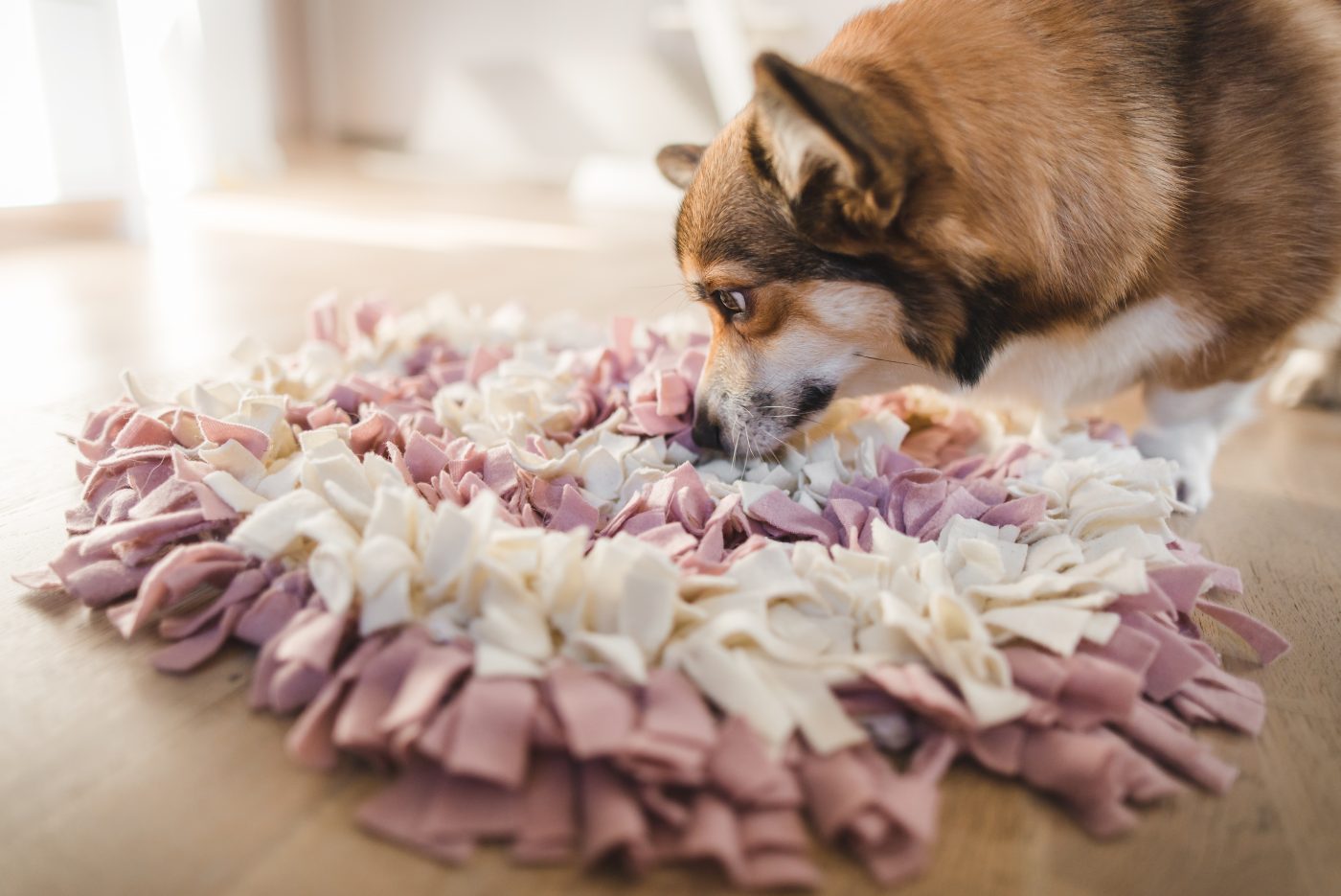 Dog using Snuffle Mat