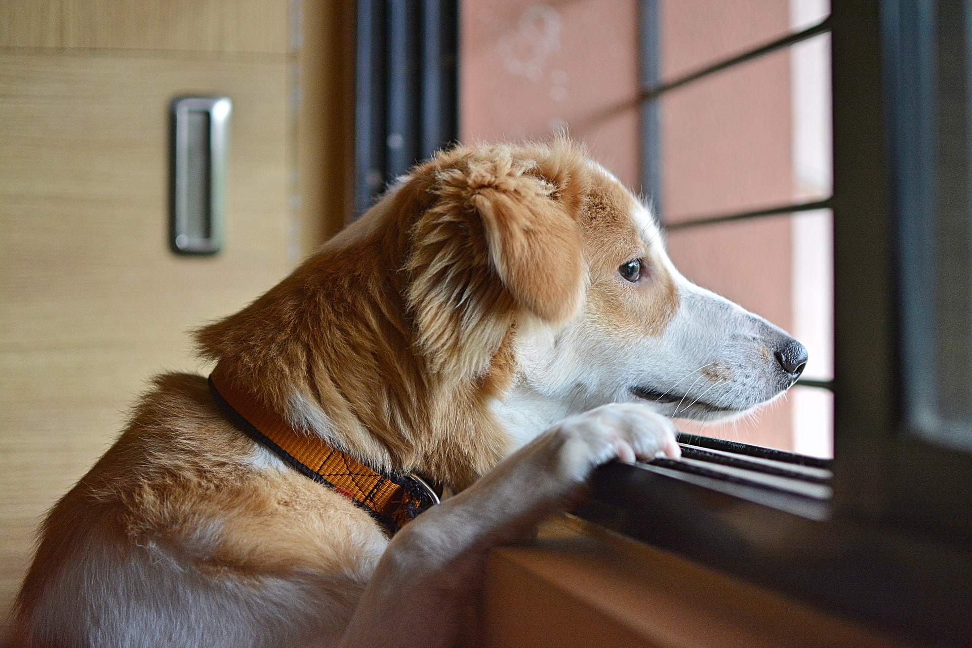 Dog waiting for human