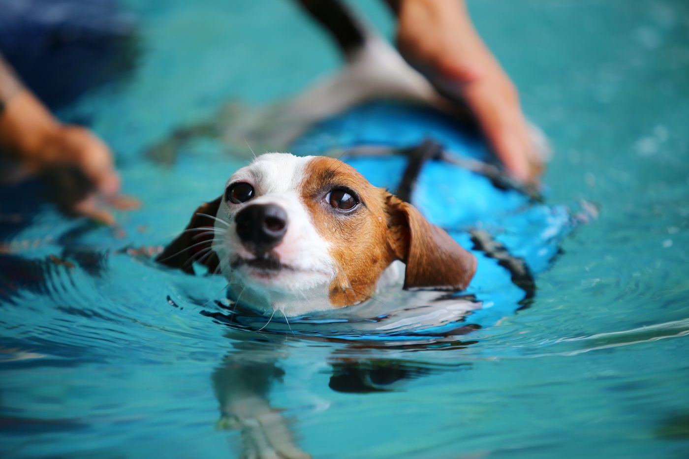 Dog with life jacket swimming 1400x933 1