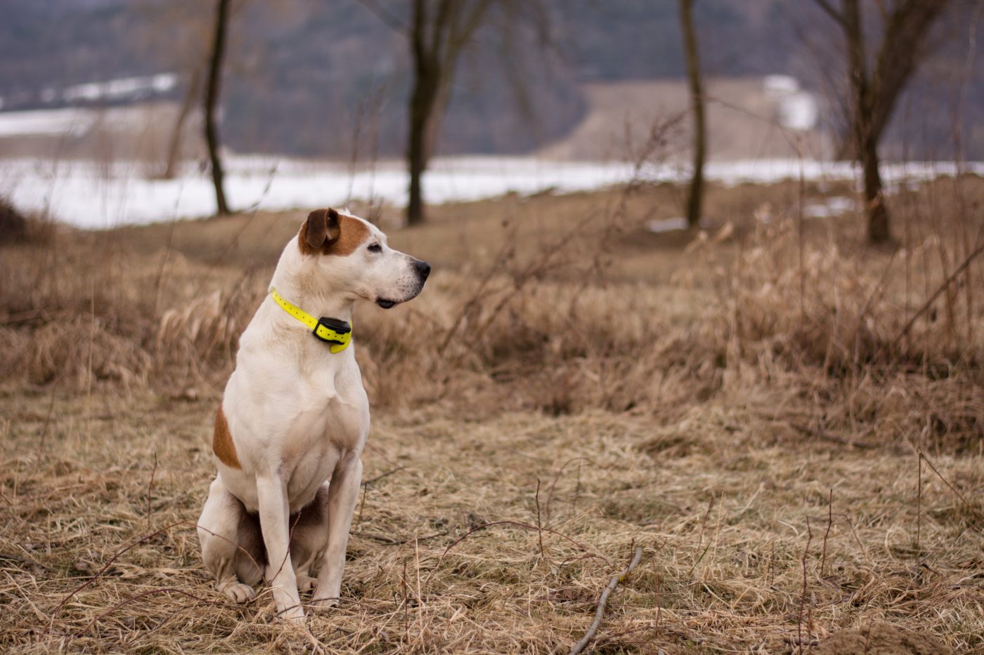 Dog with vibrant collar