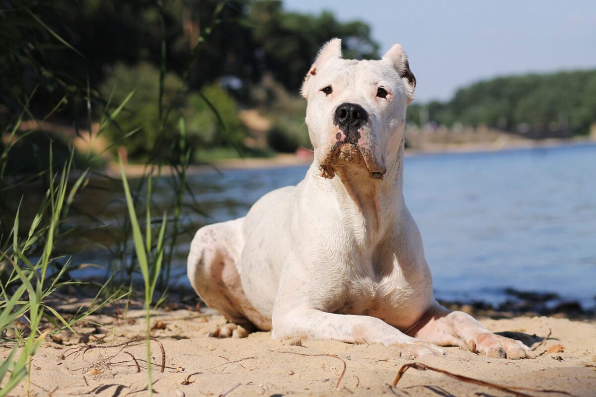 Dogo Argentino4 scaled scaled e1726192853454