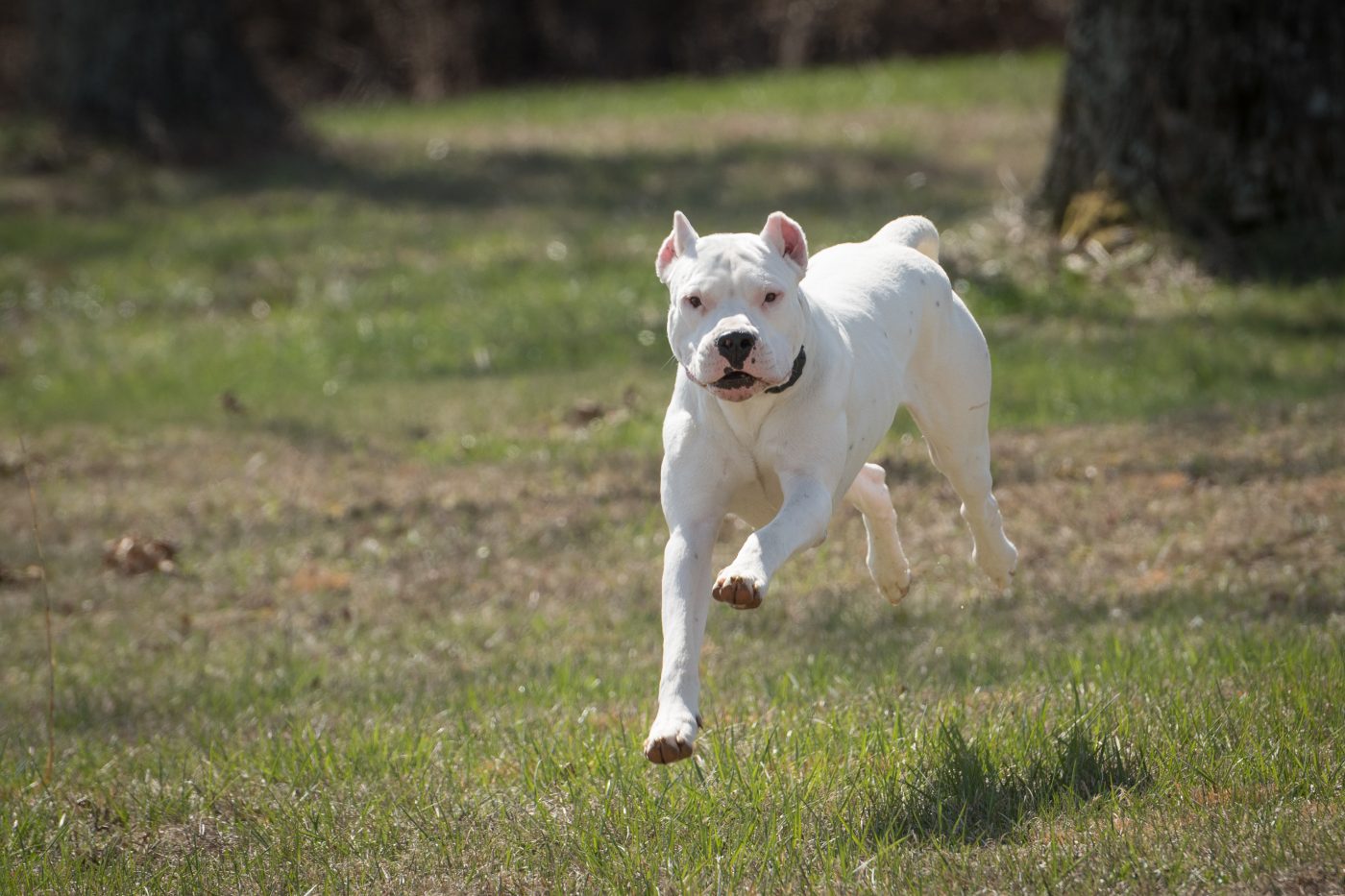 Dogo Argentino5 1400x933 1