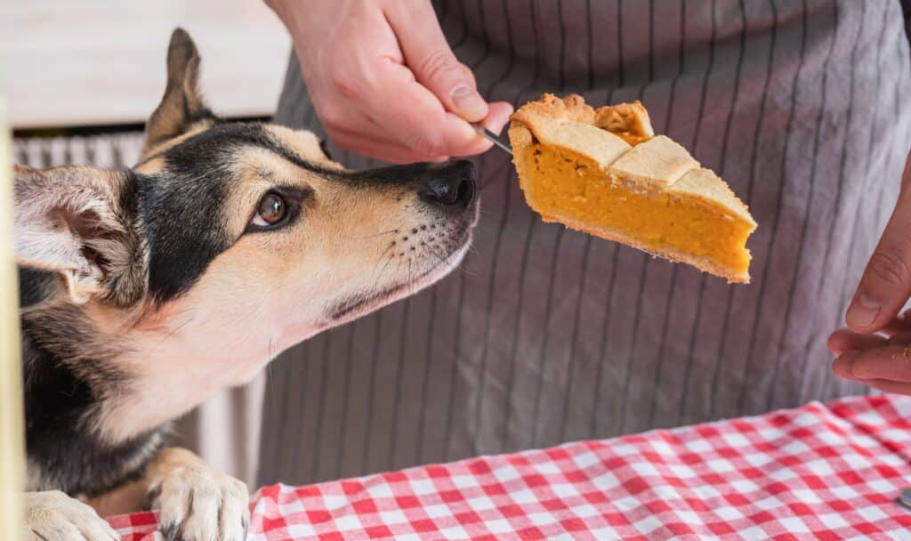 Dogs and thanksgiving food