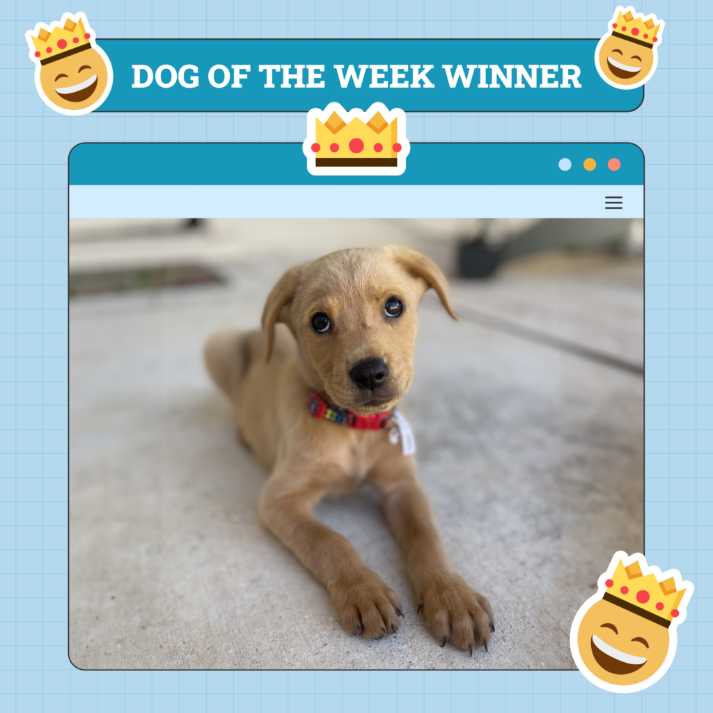 Dogs of the Week Winner Nov 14 2024 1