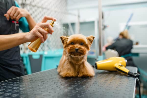 Female groomer spraying a cute dog with parfume Nomad Soul Shutterstock 600x401 1