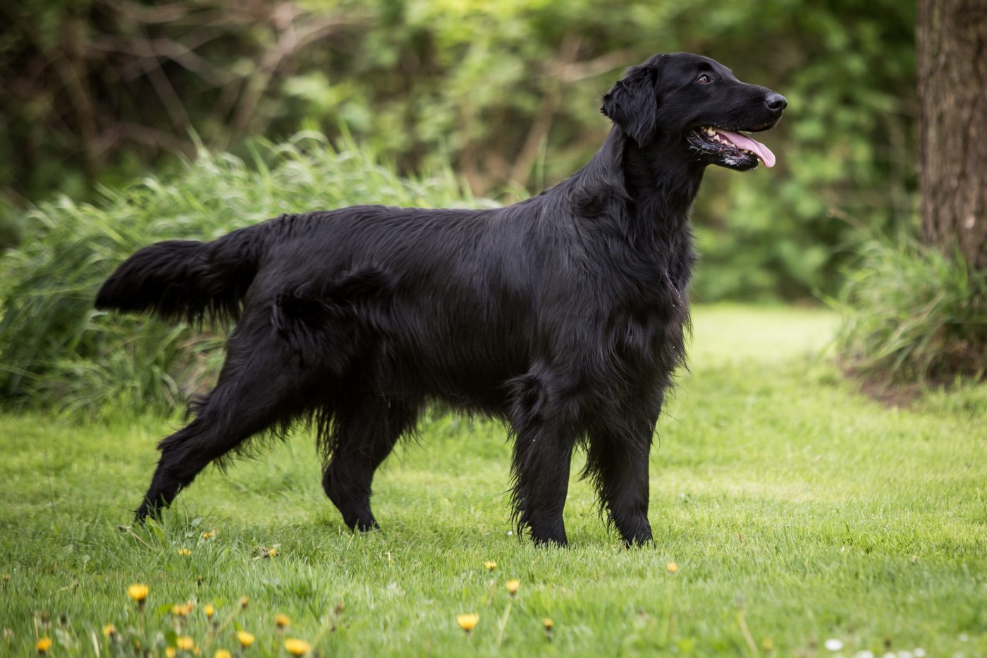 Flat Coated Retriever3 1400x933 1