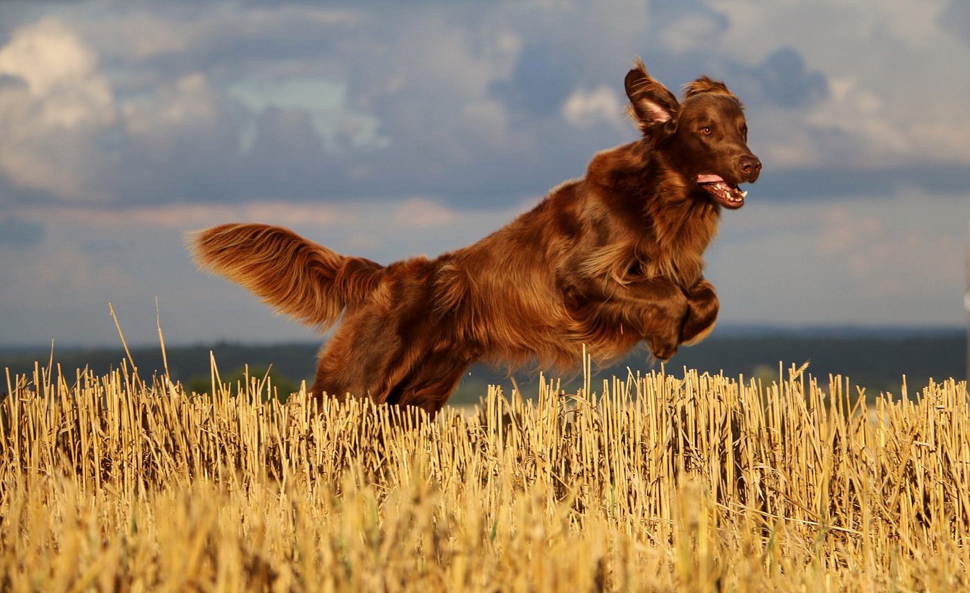 Flat Coated Retriever4 1400x857 1