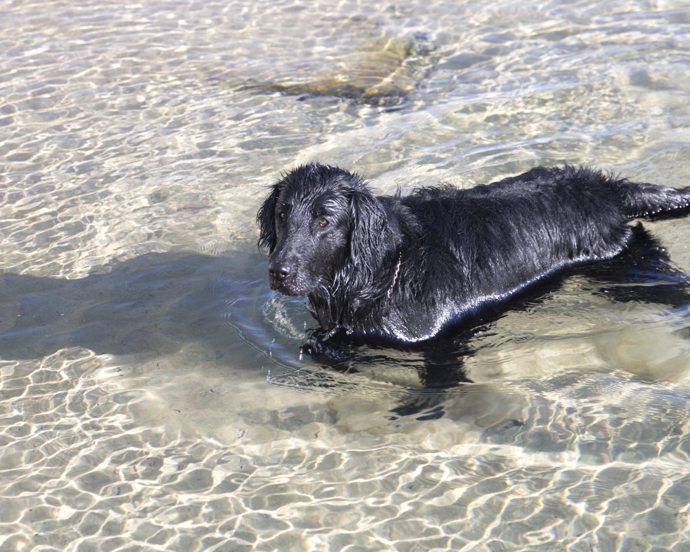 Flat Coated Retriever5 1400x1120 1