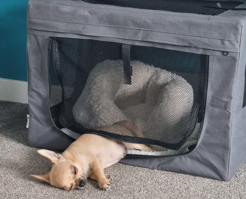 Fred enjoying a snooze in and out of his puppy crate Dr Karyn 800x646 1