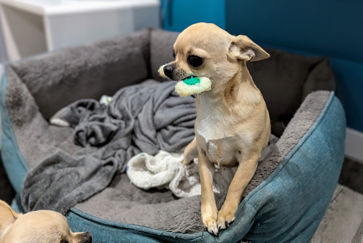 Fred loves his flavored chew toy