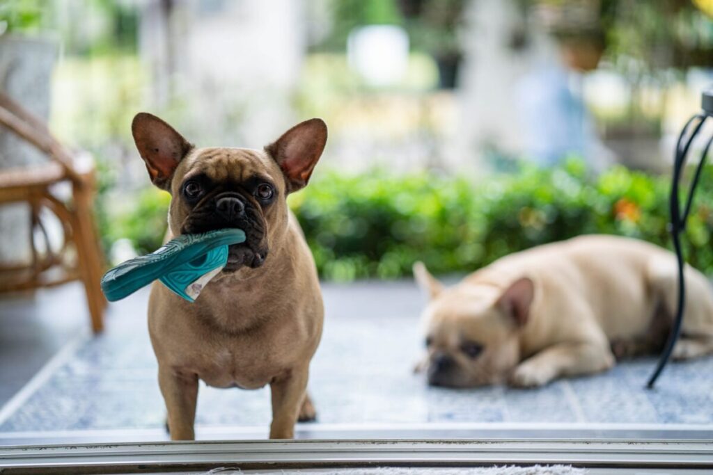 French Bulldog chewing shoe scaled e1730815510589