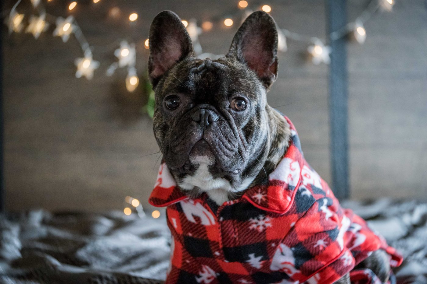 Frenchie wearing Christmas pajamas