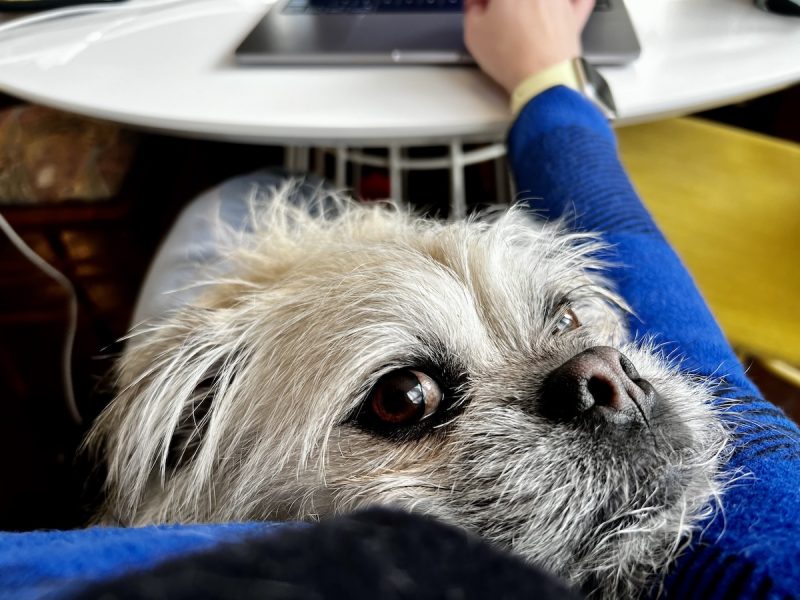 Gizmo helping me work.