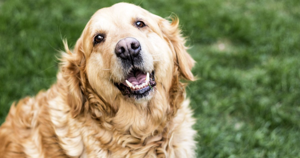 Golden Retriever Feature 4