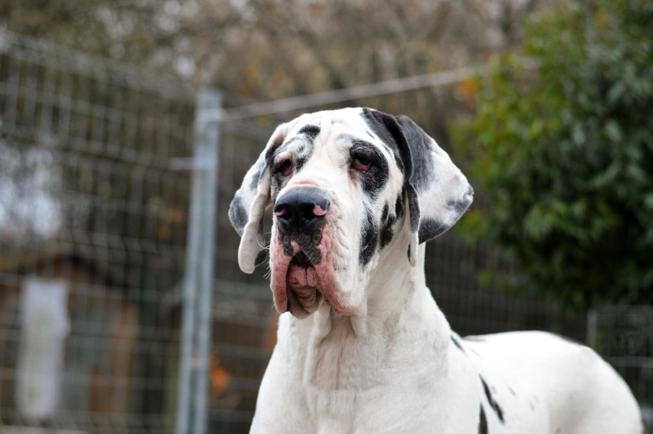 Best bathtub for Great Danes