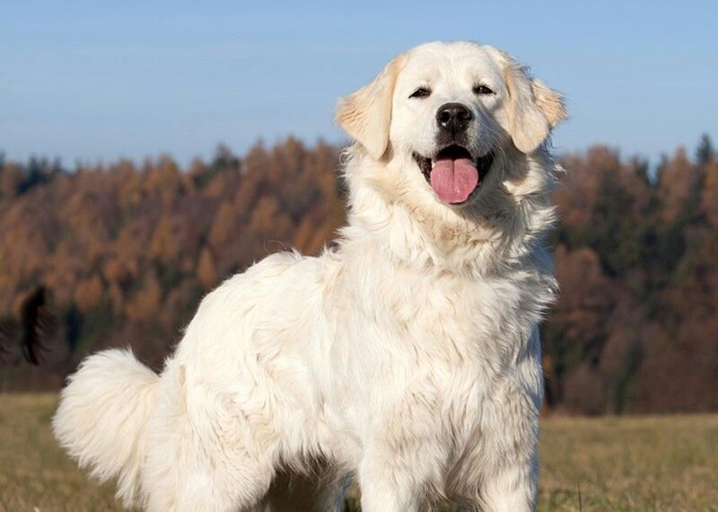 Great Pyrenees 1