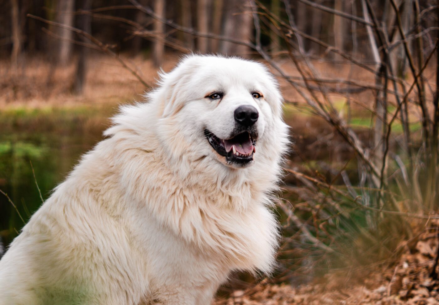 the best snout soother for your Great Pyrenees